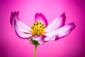 Purple and pink wild flower Ã¢â¬ÅWild Cosmos FlowerÃ¢â¬Â Cosmos bipinnatus blooming during Spring Summer closeup macro photo isolated